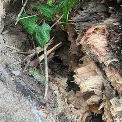 Emergency tree service operation site