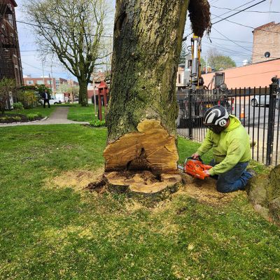 Tree care project image