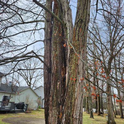 Tree care project image