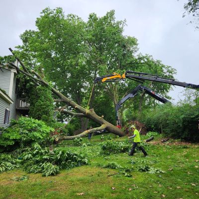 Emergency tree service operation site