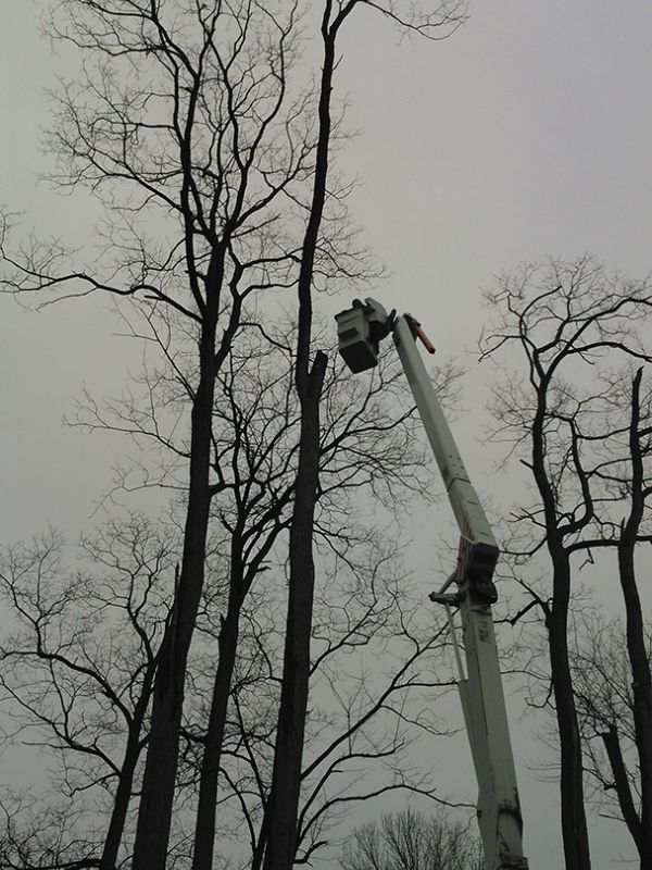 Tree trimming and pruning services