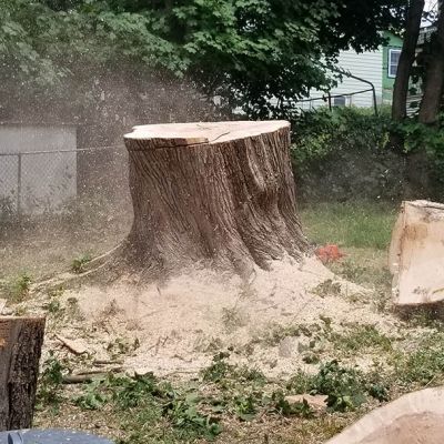 Tree care project image