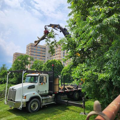 Emergency tree service operation site