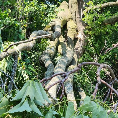 Emergency tree service operation site