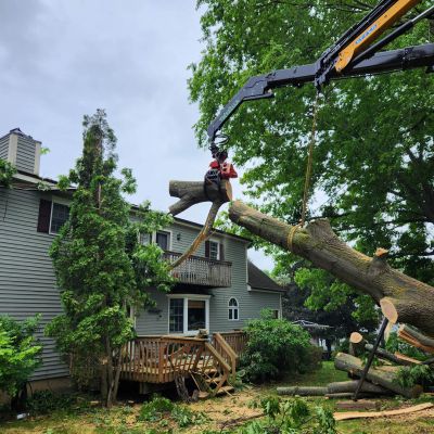 Emergency tree service operation site