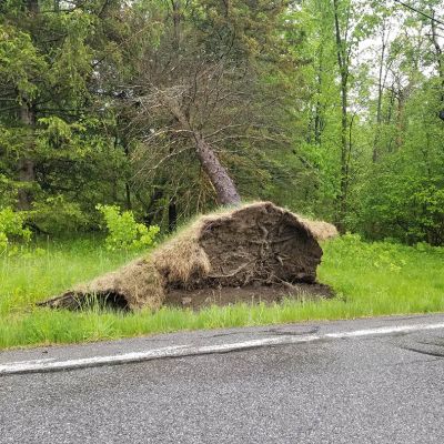 Emergency tree service operation site