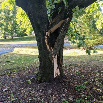 Emergency tree service operation site