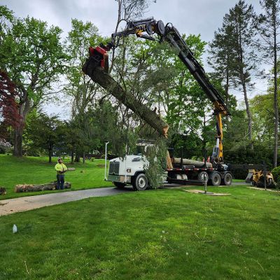 Emergency tree service operation site