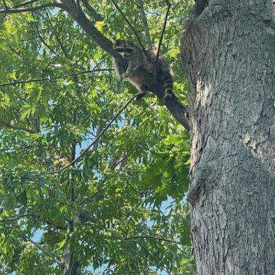 Tree care project image