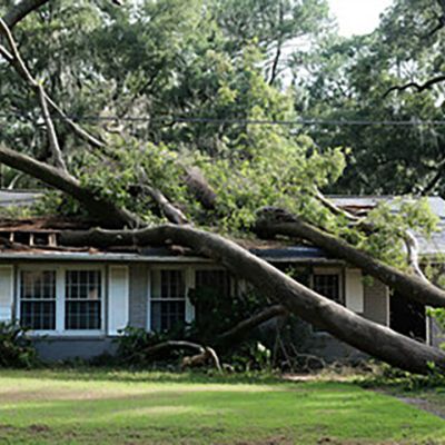 Emergency tree service operation site