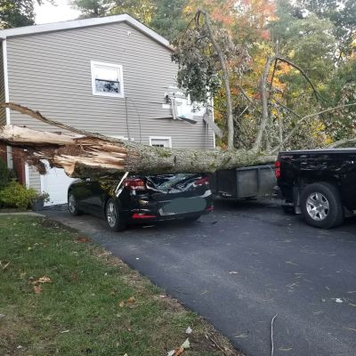 Emergency tree service operation site