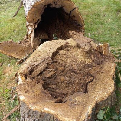 Tree care project image