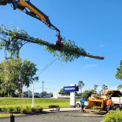 Tree care project image