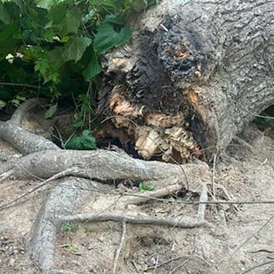 Emergency tree service operation site