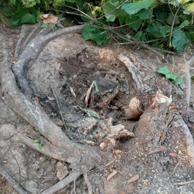 Tree care project image