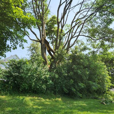 Emergency tree service operation site