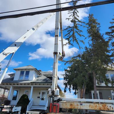 Emergency tree service operation site