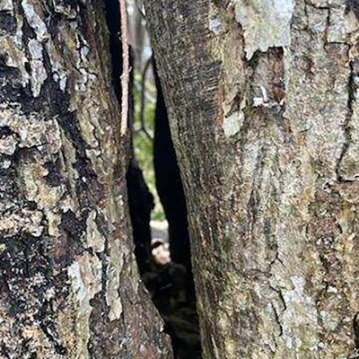 Tree care project image