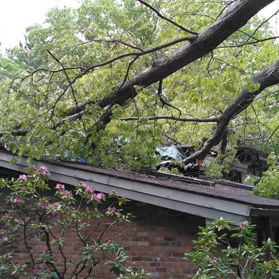 Emergency tree service operation site