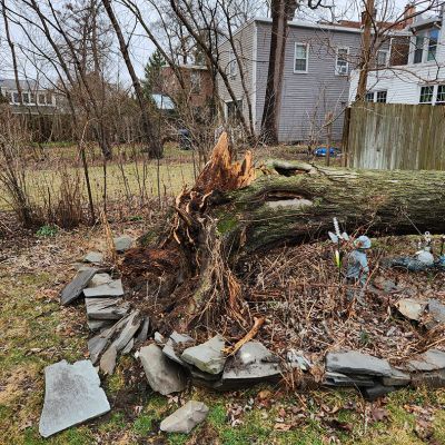 Emergency tree service operation site