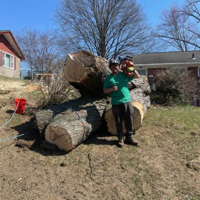 Tree care project image