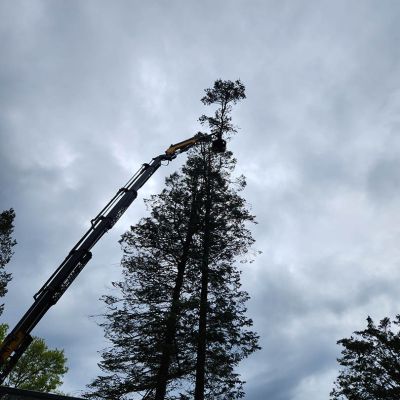 Tree care project image