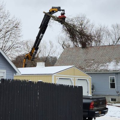 Tree care project image