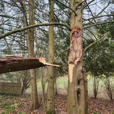 Emergency tree service operation site