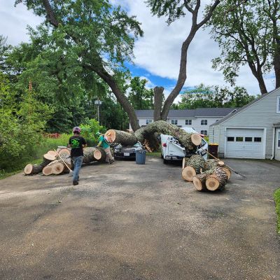 Emergency tree service operation site