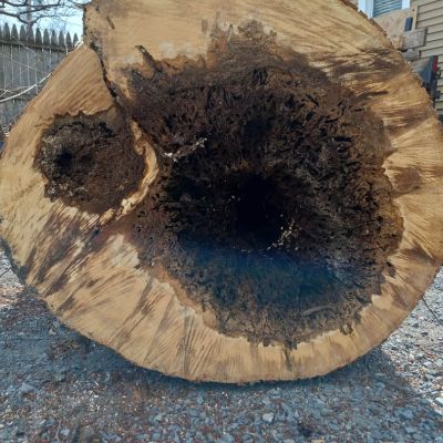 Tree care project image