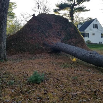 Tree care project image