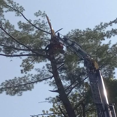 Tree care project image