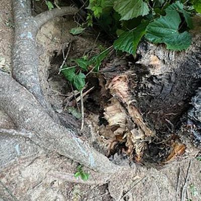 Emergency tree service operation site