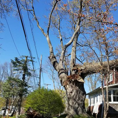 Emergency tree service operation site