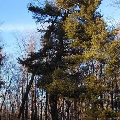 Emergency tree service operation site