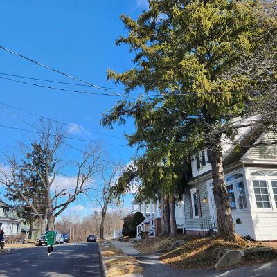 Emergency tree service operation site
