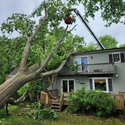Emergency tree service operation site