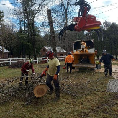 Tree care project image