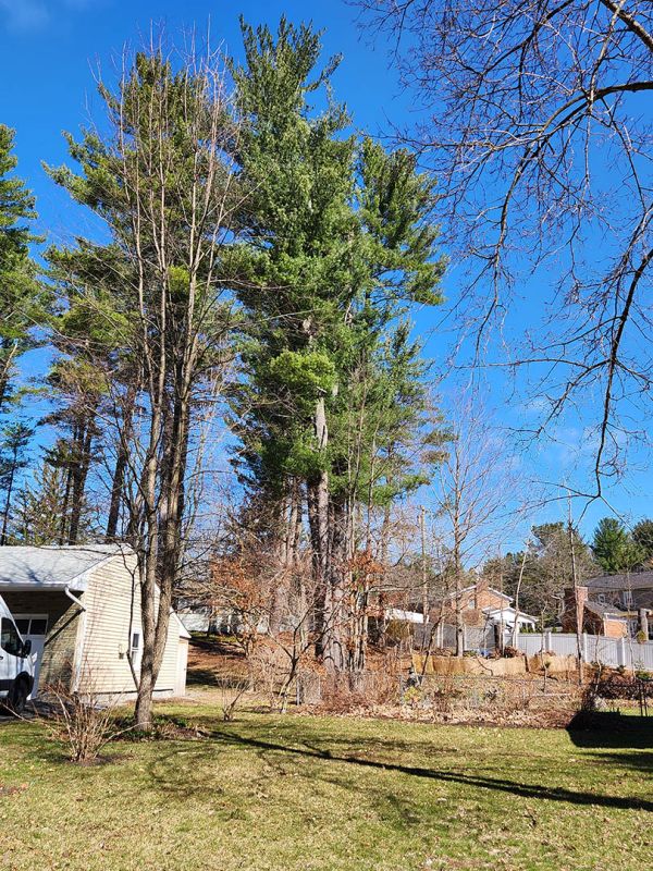 Tree trimming and pruning services