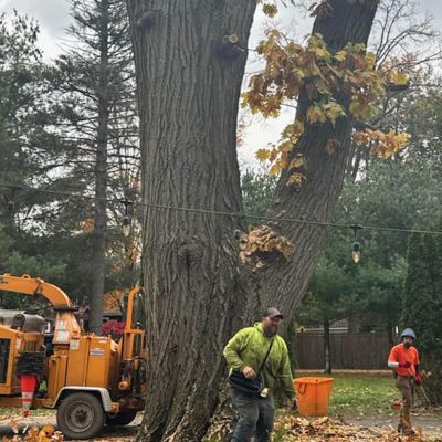 Tree care project image