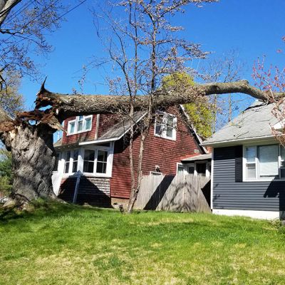 Emergency tree service operation site