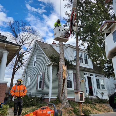 Emergency tree service operation site