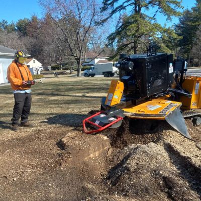 Tree care project image