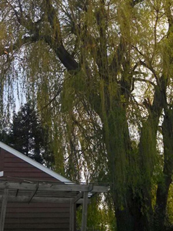 Tree trimming and pruning services