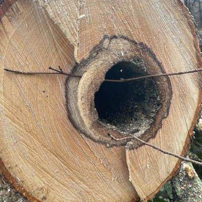 Tree care project image