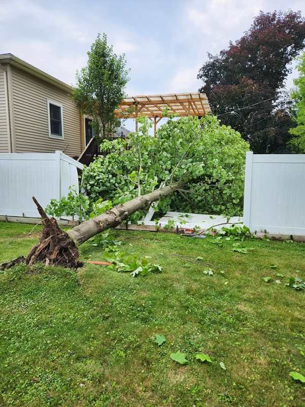 Tree cabling and bracing services