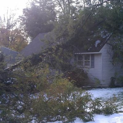 Emergency tree service operation site