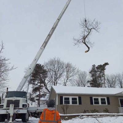 Tree care project image
