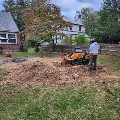 Tree care project image