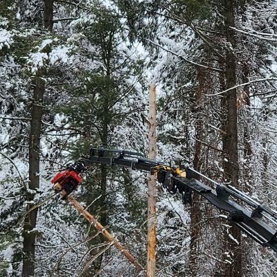 Tree care project image